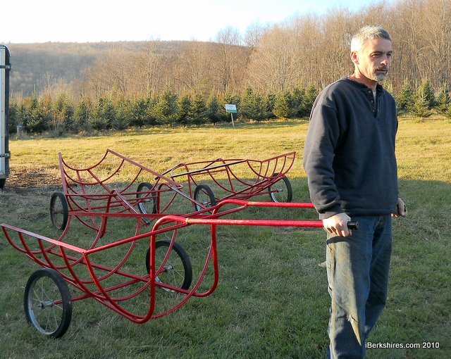 Cheshire Christmas Tree Farm Opens For First Season /