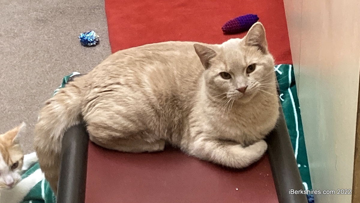First Cat From January Dumping Incident Finds Forever Home /   - The Berkshires online guide to events, news and Berkshire  County community information.