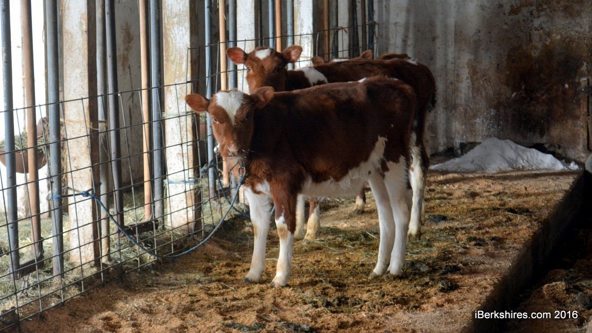 Adams Farm Receiving $50K Grant to Help Expand / iBerkshires.com - The ...