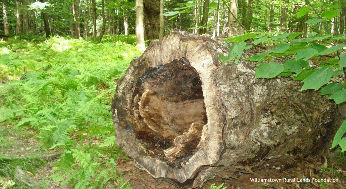 Williamstown Rural Lands Offers Guided Hike Series /