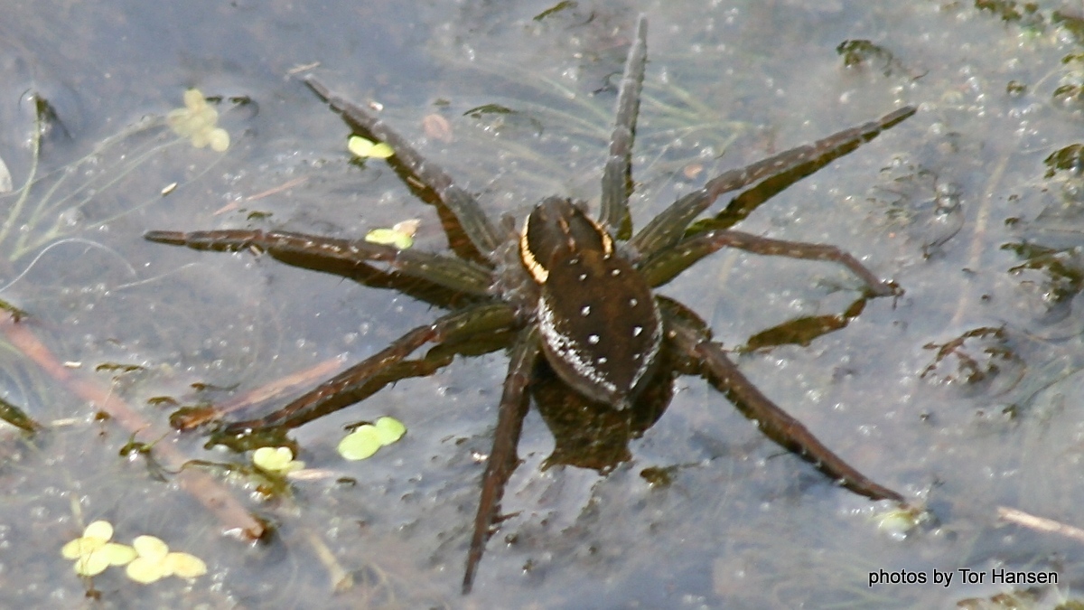 and Spider One jump too Many Into Oblivion / iBerkshires