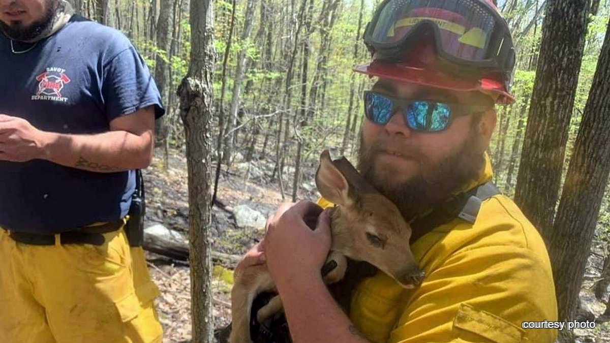 Firefighters Save Fawn From East Mountain Wildland Fire / iBerkshires ...